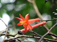 Passiflora spinosa