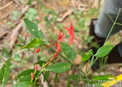 Anisacanthus ramosissimus