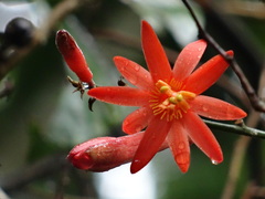 Passiflora spinosa