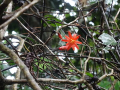 Passiflora spinosa