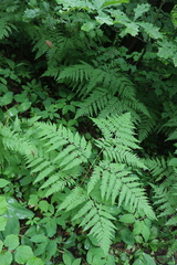 Pteridium pinetorum