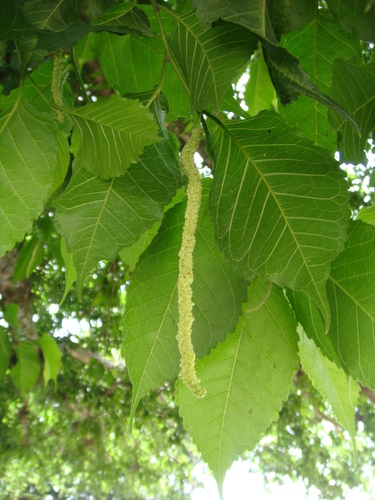 Maclura tinctoria