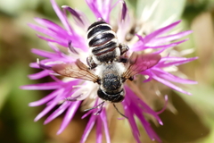 Megachile