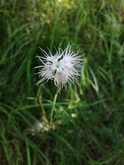 Dianthus sternbergii