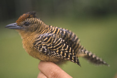 Cymbilaimus sanctaemariae