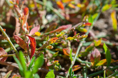 Uromyces polygoni-avicularis