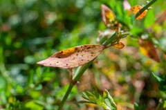 Uromyces polygoni-avicularis