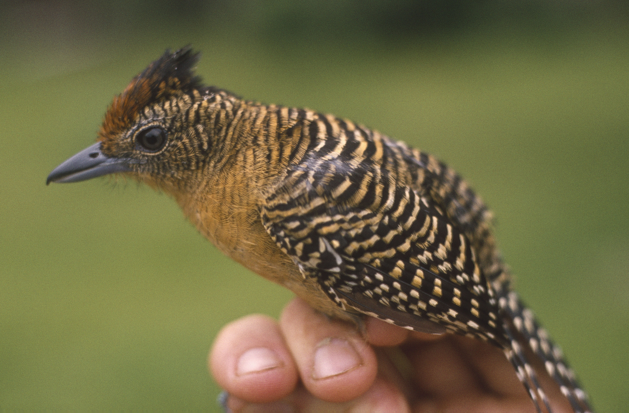 Bamboo Antshrike (Cymbilaimus sanctaemariae)
