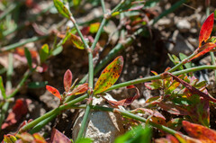 Uromyces polygoni-avicularis