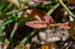 Uromyces polygoni-avicularis