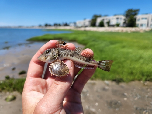 Northern searobin (Prionotus carolinus) — Triglidae — 2