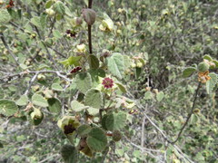 Ayenia rotundifolia
