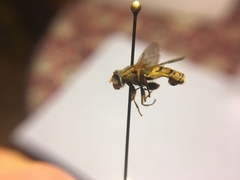 Parhelophilus