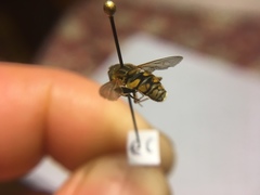 Parhelophilus