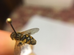 Parhelophilus