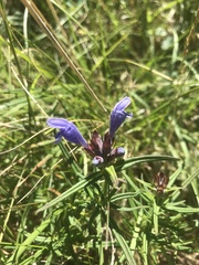 Dracocephalum ruyschiana
