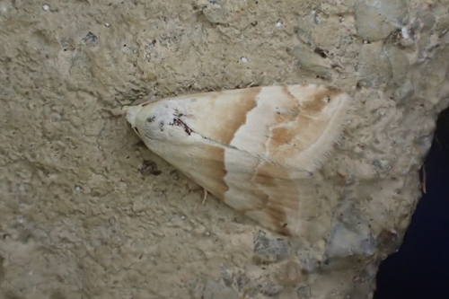 Eublemma parva