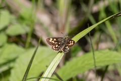 Carterocephalus