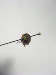 Odontomyia cincta