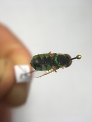 Odontomyia cincta