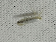 Argyresthia retinella