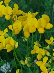 Lotus corniculatus