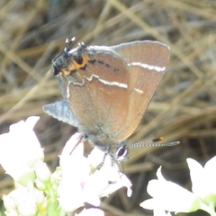 Callophrys spinetorum