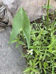 Sagittaria cuneata