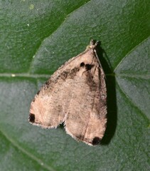 Olethreutes exoletum