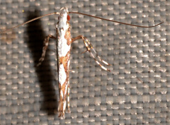Acrocercops albinatella