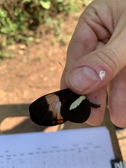 Heliconius melpomene
