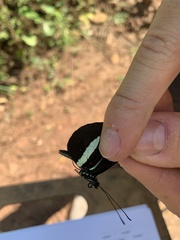 Heliconius melpomene