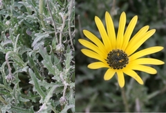 Arctotis schlechteri