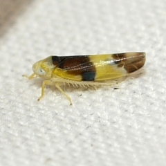 Empoa venusta