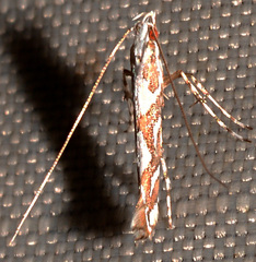 Acrocercops albinatella