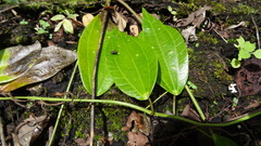 Passiflora viridescens