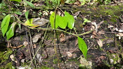 Passiflora viridescens