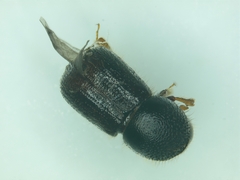 Anisandrus dispar