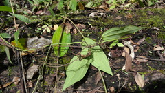 Passiflora viridescens