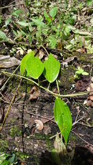 Passiflora viridescens