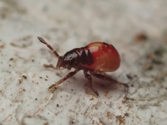 Elasmostethus interstinctus