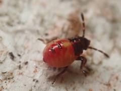 Elasmostethus interstinctus