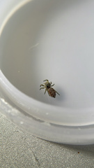 Pelegrina flavipes