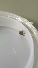 Pelegrina flavipes