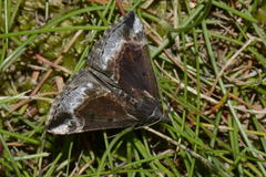 Hypena crassalis