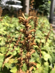 Orobanche hederae