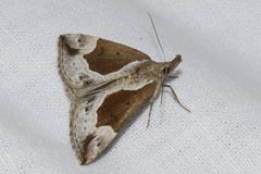 Hypena crassalis