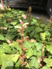 Orobanche hederae