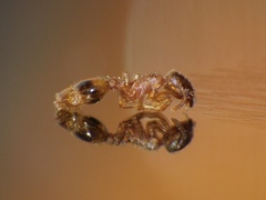 Temnothorax parvulus