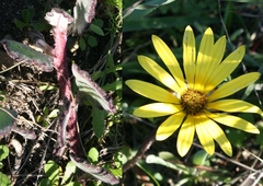 Arctotis rotundifolia